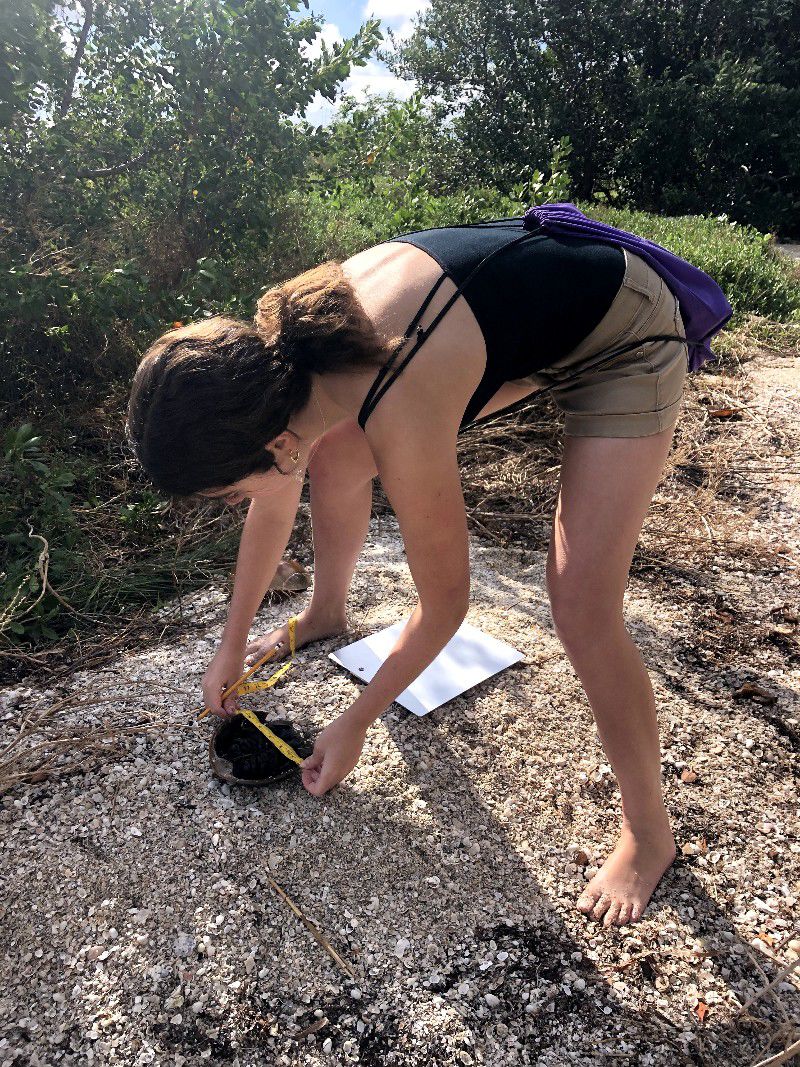 Student Studies Horseshoe Crabs